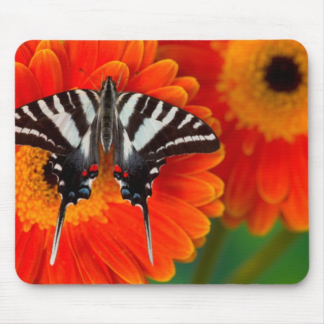 En Zebra Swallowtail Fjäril Musmatta (Framsidan)