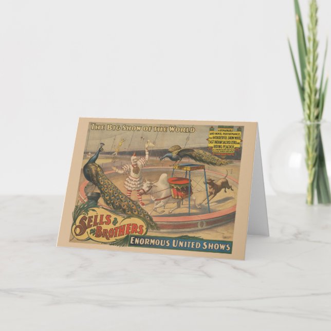 En Zebu och Peacock med inredd tränare Kort (Framsida)