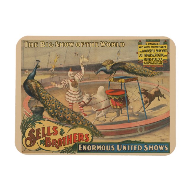 En Zebu och Peacock med inredd tränare Magnet (Horisontell)