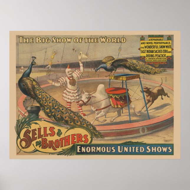 En Zebu och Peacock med inredd tränare Poster (Framsidan)