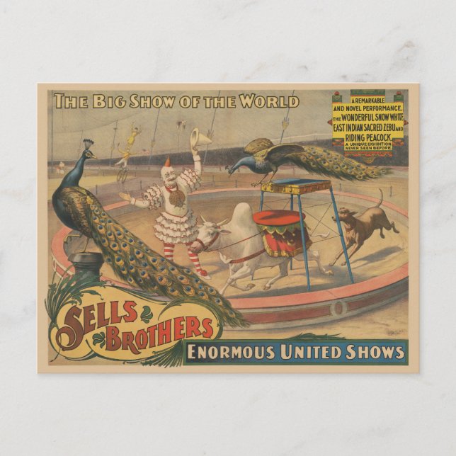 En Zebu och Peacock med inredd tränare Vykort (Framsida)