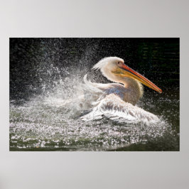 Enande pelikan i vatten poster