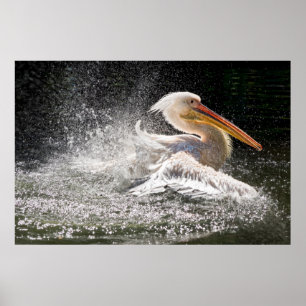 Enande pelikan i vatten poster