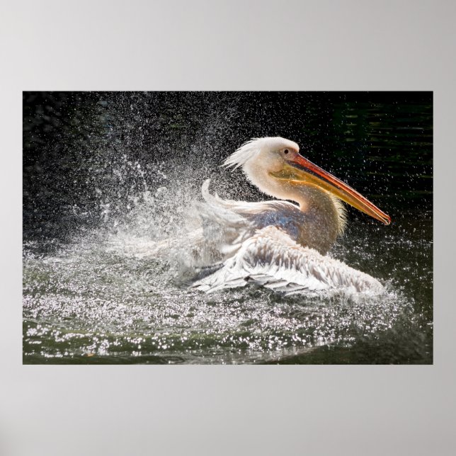 Enande pelikan i vatten poster (Framsidan)