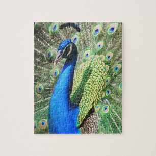 Enastående Peacock Photo Pussel
