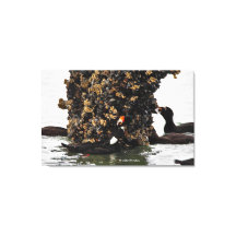 Enastående Surfa Scoter-resultat Matande vid låg t