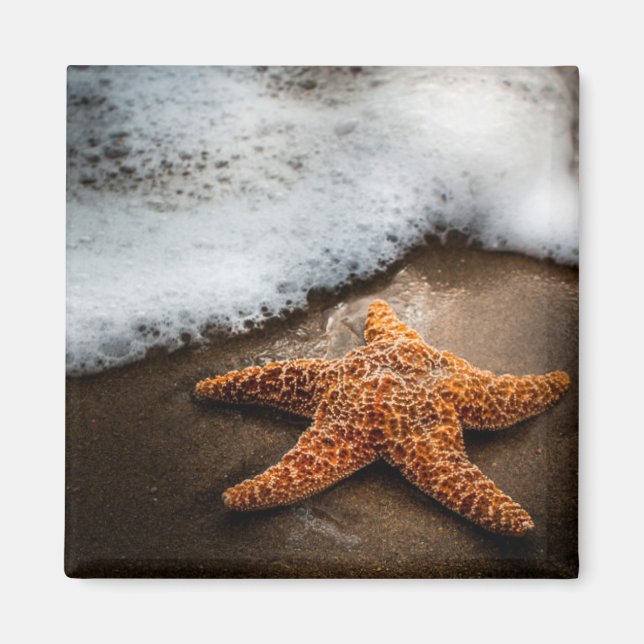 Enbart stjärtfiskar på stranden magnet (Framsidan)
