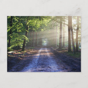 Enchanted Forest Road 2 Vykort