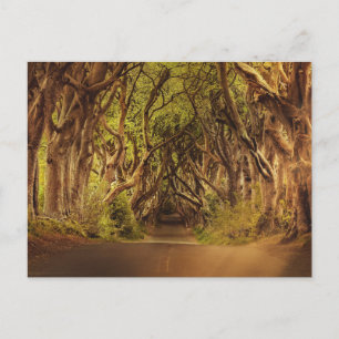 Enchanted Forest Road 4 Vykort