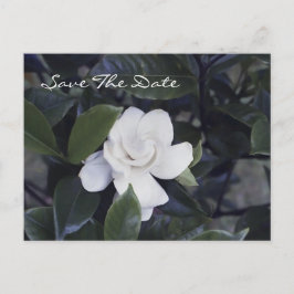 Enchanting Gardenia Save The Date Postcard Meddelande Vykort
