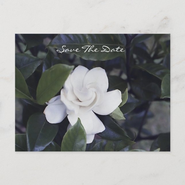 Enchanting Gardenia Save The Date Postcard Meddelande Vykort (Framsida)