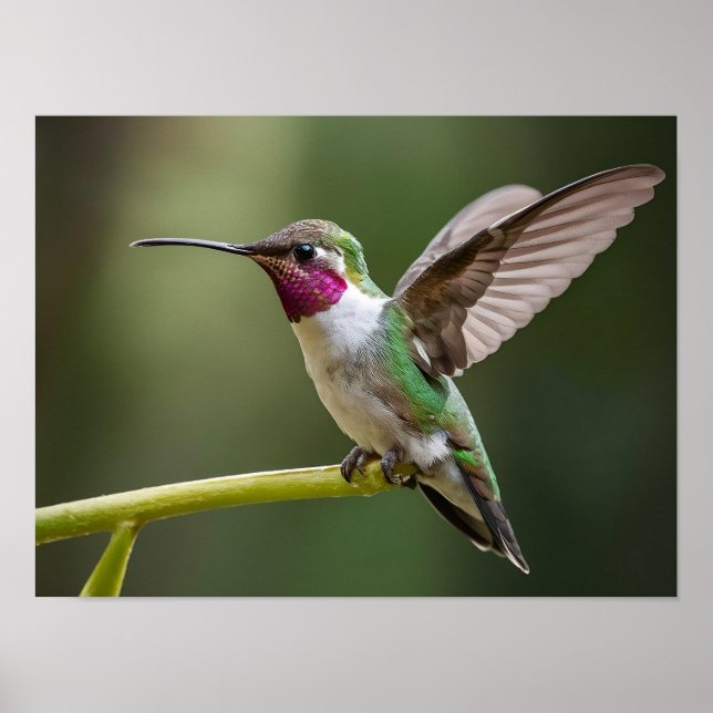 Enchanting Hummingbird Spirit Animal Poster (Framsidan)