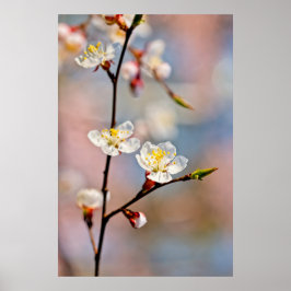 Enchanting Japansk Apricot Flowers Poster