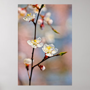 Enchanting Japansk Apricot Flowers Poster