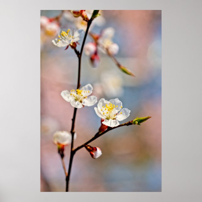 Enchanting Japansk Apricot Flowers Poster (Framsidan)