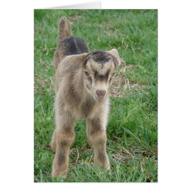 Endagsgamla tunna Tillfällen Hälsningskort (Framsidan)