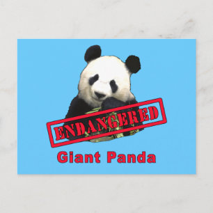 ENDANGERED Giant Panda Vykort