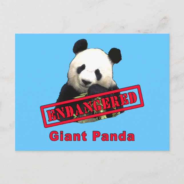 ENDANGERED Giant Panda Vykort (Framsida)