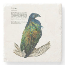 Endangered Nicobar Pigeon