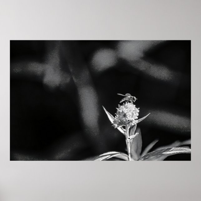 Endast flyg guld poster (Framsidan)