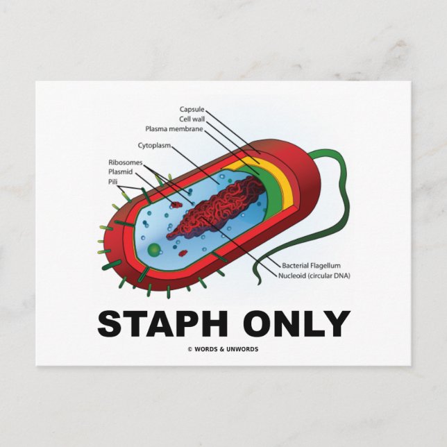 Endast stab (Bacteria Health Medicine Humor) Vykort (Framsida)