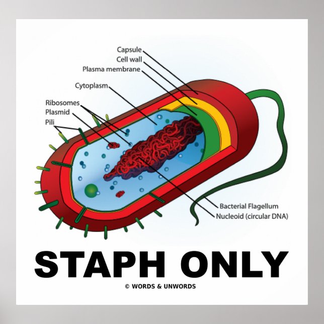 Endast stab (bakteriediagram Prokaryote Bacteria) Poster (Framsidan)