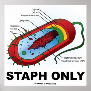Endast staph (Bacteria Prokaryote) Poster