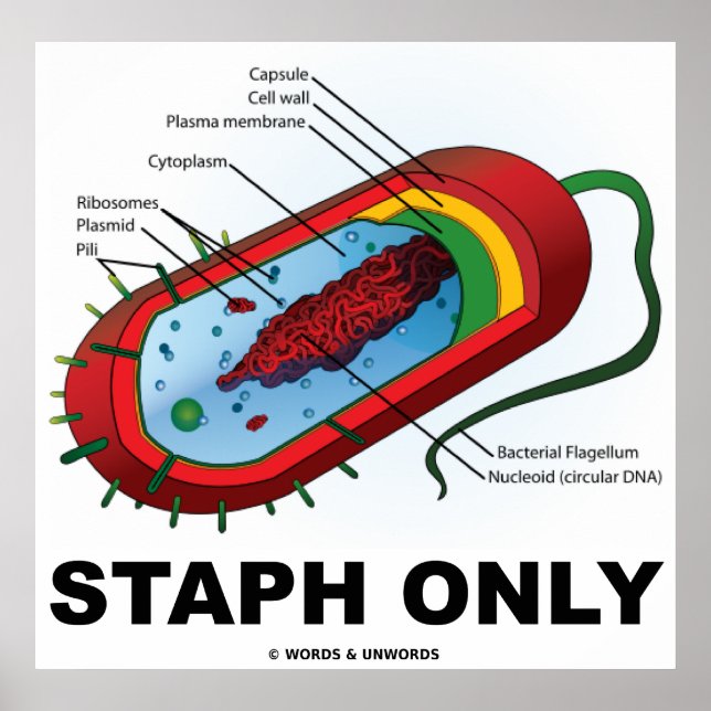 Endast staph (Bacteria Prokaryote) Poster (Framsidan)