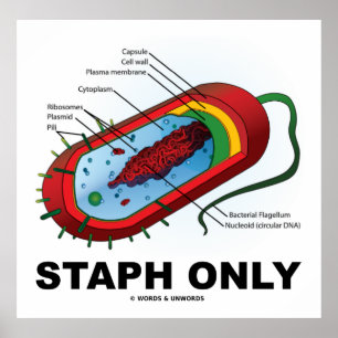 Endast statiskt (bakteriediagram Prokaryote Bacter Poster
