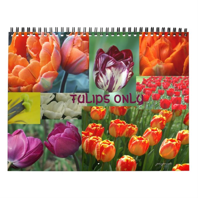endast tulpaner kalender (Omslag)