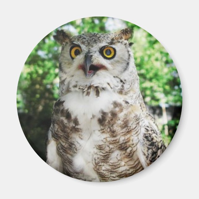 " ENDAST " UGGLA MAGNET (Framsidan)