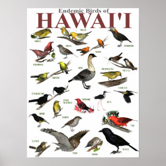 Endemiska fåglar på Hawai'i Poster