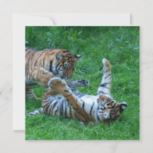 Energetic Tiger Unge