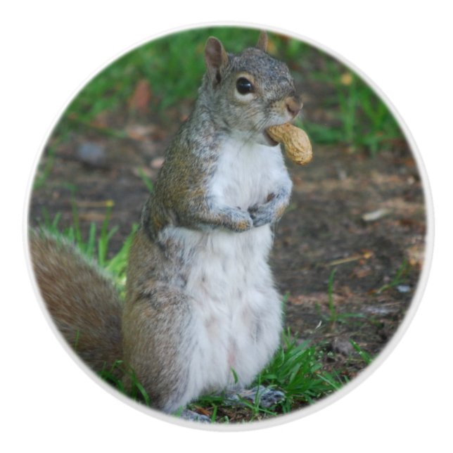 Enfaldig ekorre knopp (Framsidan)