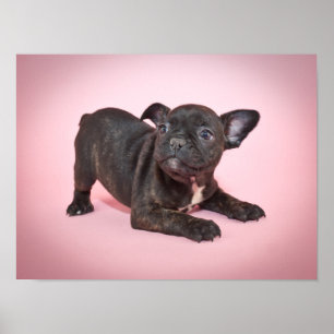 Enfaldig fransk bulldoggvalpredo som leker poster