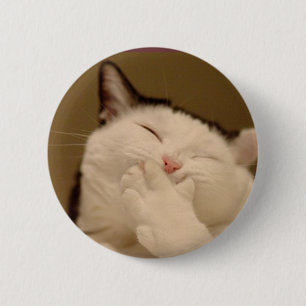 Enfaldig katt Buton Knapp