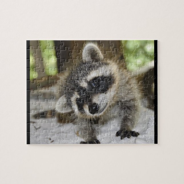 Enfaldig Raccoon - pussel (Horisontell)