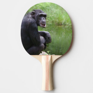 Enfaldig schimpans pingisracket