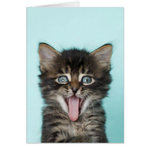 Enfaldigt Merlin kattungekort OBS Kort