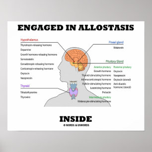 Engagerad i Allostasis Inside (endokrina hormoner) Poster