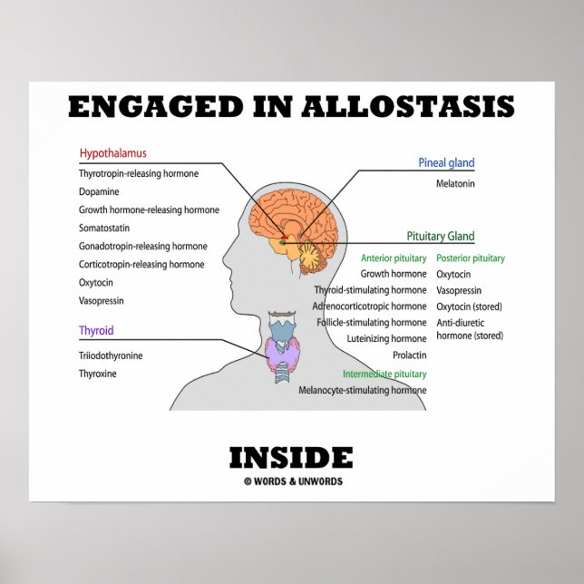 Engagerad i Allostasis Inside (endokrina hormoner) Poster (Framsidan)
