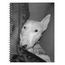 Engelsk Bull Terrier som trycker sig under en filt