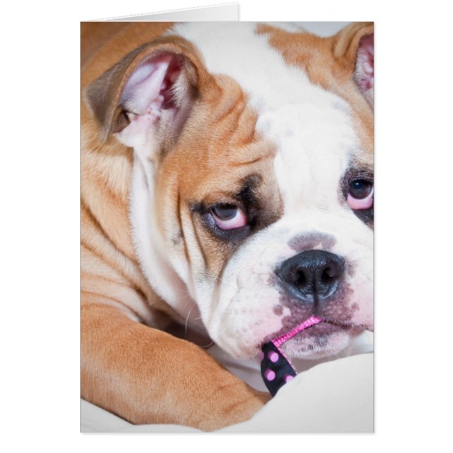 Engelsk bulldocka hälsningskort (Framsidan)