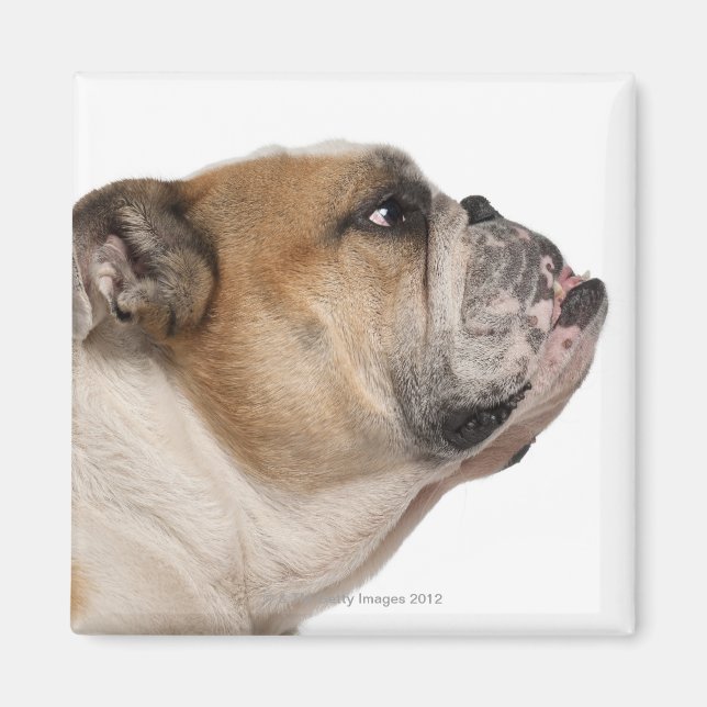 Engelsk bulldog (6 år gammal) magnet (Framsidan)