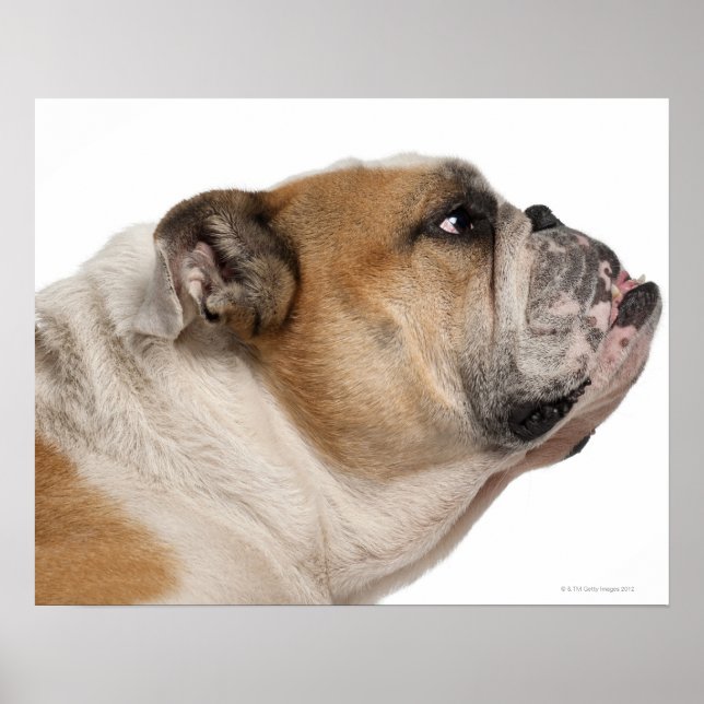 Engelsk bulldog (6 år gammal) poster (Framsidan)