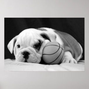 Engelsk bulldog Basketball Puppy Poster