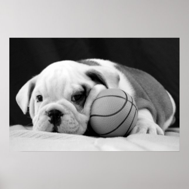 Engelsk bulldog Basketball Puppy Poster (Framsidan)