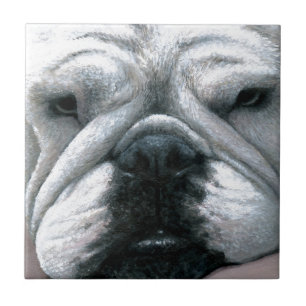 Engelsk bulldog Hund 118 Kakelplatta