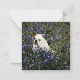 Engelsk bulldog i Texas Bluebonnets Note Card Anteckningskort