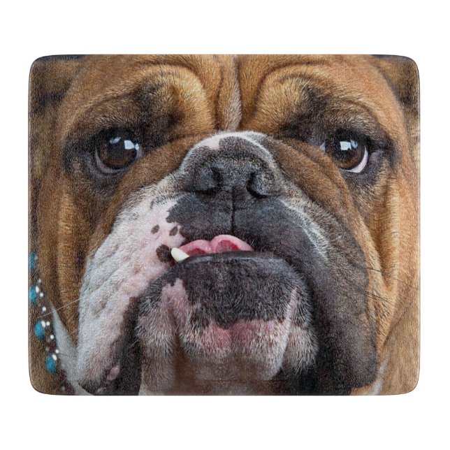 Engelsk Bulldog Kudd (Framsidan)
